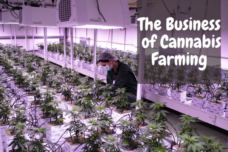 Growing Green: The Business of Cannabis Farming