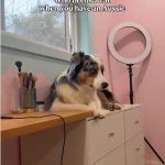 Pros and Cons of Owning an Australian Shepherd A Personal Perspective