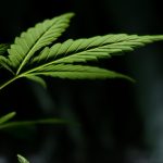 Tools and Solutions for Cannabis Business Owners