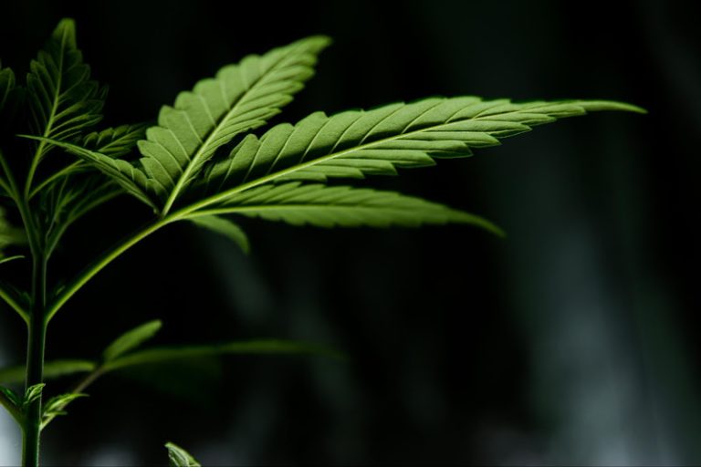 Tools and Solutions for Cannabis Business Owners